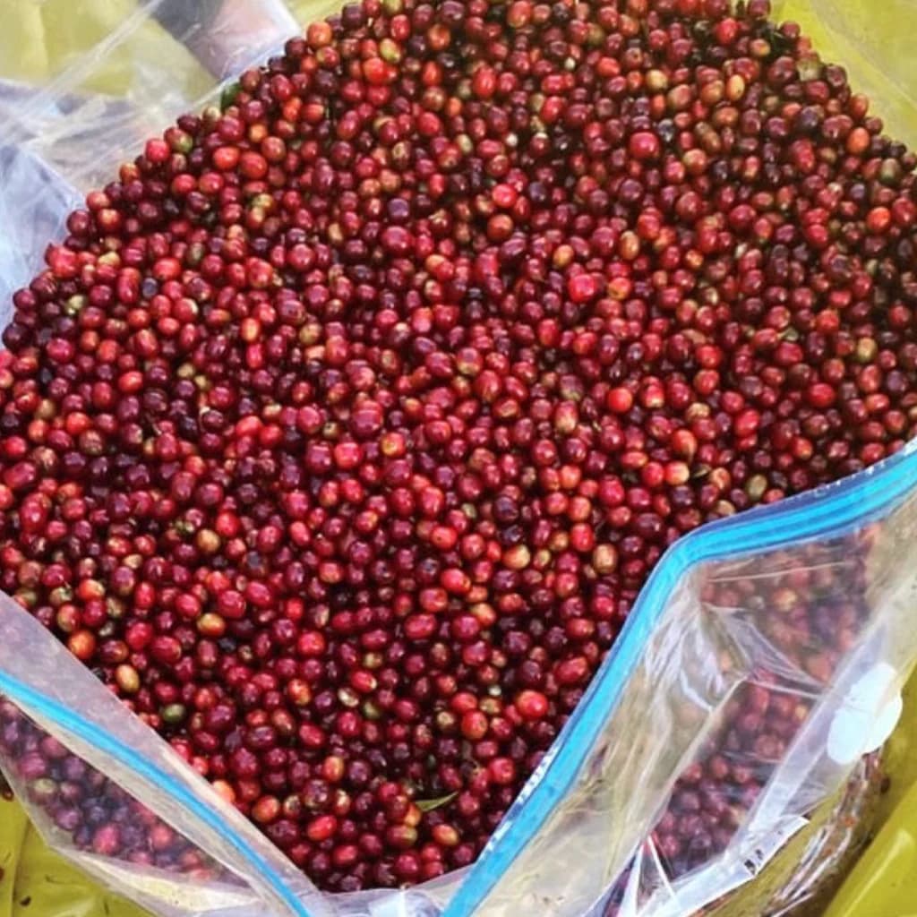 Anaerobic Process Coffee